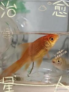 草金鱼几天不喂食会死，金鱼饿不死但别饿，科学喂养长得好