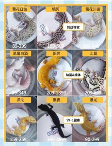 双冠蜥一年生几胎，双冠蜥产蛋多，养需模拟雨林环境