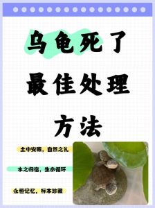 乌龟翻身翻不过来多久会死，乌龟四脚朝天怎么办？