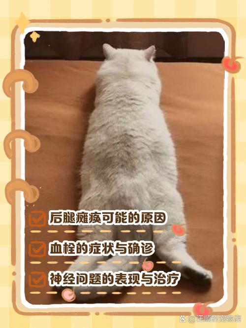 猫突然瘫痪了怎么回事，猫咪腿僵站不起来？快送医别耽误！
