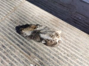 冬天猫咪死了埋哪，猫咪离世怎么办？火化或土葬怎么选？