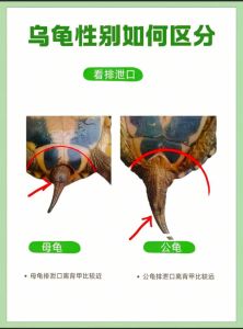 王八是鳖还是乌龟，王八乌龟是两样东西