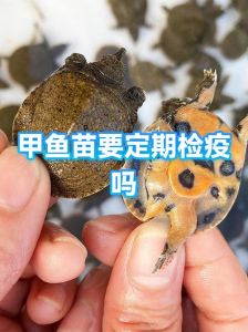 小甲鱼苗怎么过冬，抗冻小甲鱼苗，冬天养殖不用愁