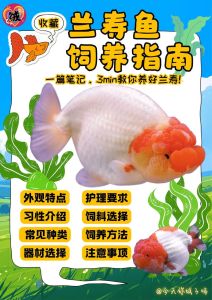 养鱼的技巧与注意事项，定时喂食勤换水，鱼儿健康快乐游！