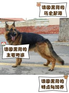 重筑未来养猫的黑背，猫咪特殊气味怎么办？实用除味妙招来啦！
