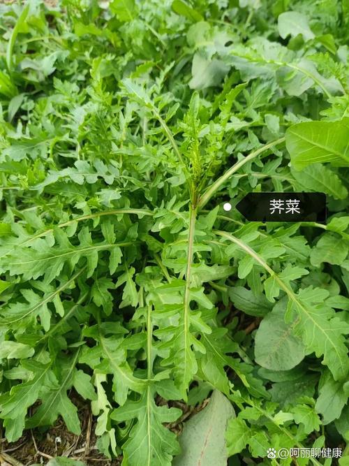 路边的野草兔子能吃吗,喂兔子路边草,好草苜蓿黑麦草,坏草马唐莫喂食 路边的野草兔子能吃吗,喂兔子路边草,好草苜蓿黑麦草,坏草马唐莫喂食