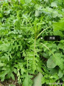 路边的野草兔子能吃吗，喂兔子路边草，好草苜蓿黑麦草，坏草马唐莫喂食