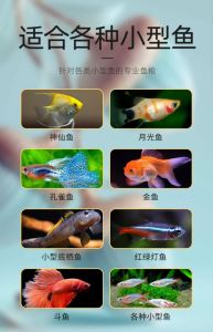 哪种小型观赏鱼便宜又好养，孔雀斑马月光米奇金鱼