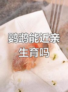 鹦鹉近亲可不可以配对，性格合不合比年龄差重要