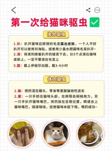 宠物猫家内养多久内外驱虫，定期给猫咪驱虫，保护全家健康