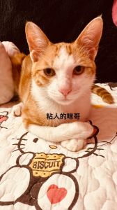 甜狗老公是粘人精短剧，甜狗老公超会撒娇，暖暖的很上头！