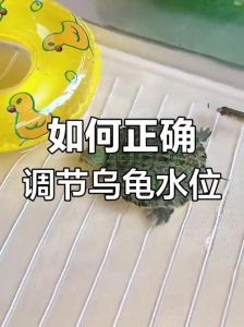 养小乌龟放多少水正确，养龟水深要合适，水质要干净，喂食要规律，注意健康