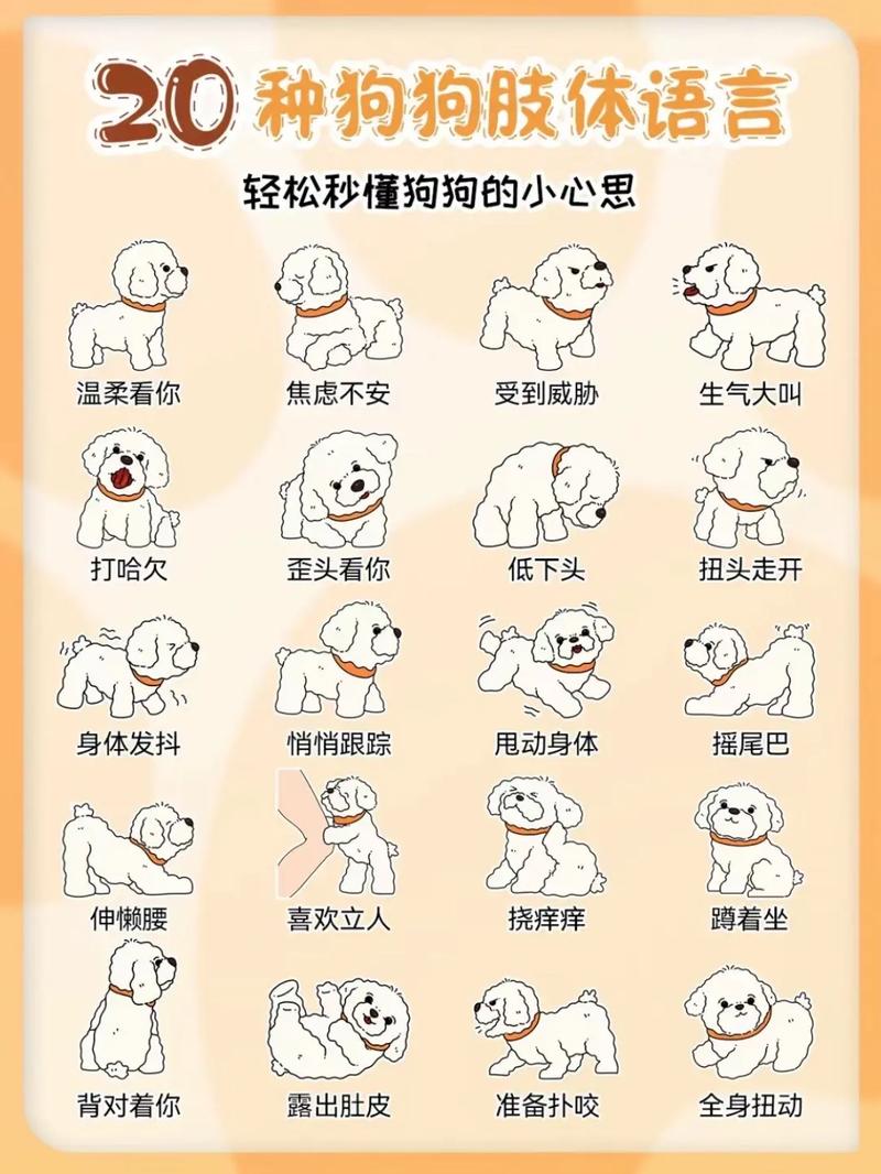 狗狗的三个技能和知识点,从坐下学起,零食奖励效果佳 狗狗的三个技能和知识点,从坐下学起,零食奖励效果佳