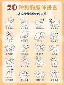 狗狗的三个技能和知识点，从坐下学起，零食奖励效果佳