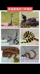 中国哪种蛇毒性最强，蛇咬人危险，了解防蛇知识保平安