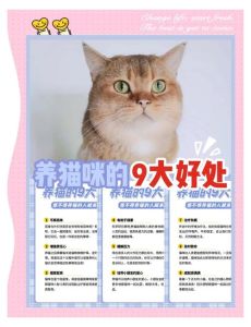 未婚女性养猫的危害，健康风险与生活负担