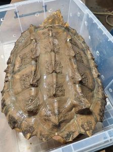 鳄龟品种大全大图，了解它，好好养