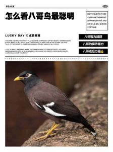 野生八哥鸟养多久能养熟，养八哥要耐心，雏鸟快些，大鸟慢些