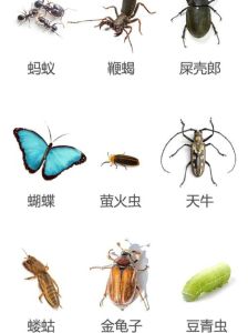 学生党最适合养的昆虫，乡下孩子与虫蛇的故事，带娃安全玩虫子