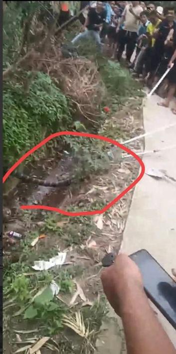 毒蛇咬死人图片,蛇头断掉仍能咬人?真吓人! 毒蛇咬死人图片,蛇头断掉仍能咬人?真吓人!
