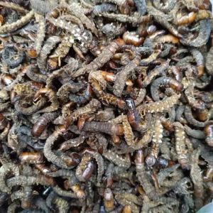 爬沙虫饲料制作方法，模拟自然环境，科学喂食，健康活泼！