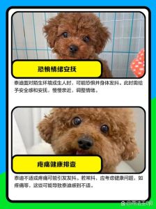 泰迪抽搐颤抖是什么原因，泰迪狗狗发抖原因及应对