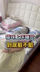 宠物猫随便爬上床不脏吗，和猫一起睡好处多但要小心