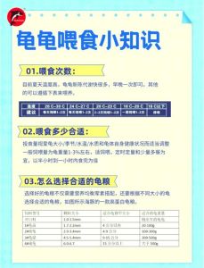 小乌龟需要天天喂养吗，乌龟喂食要随季节，别老喂，健康快乐最重要