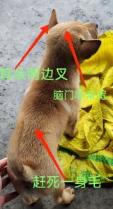 小土狗公母分辨图片，看体型性格猜狗狗公母
