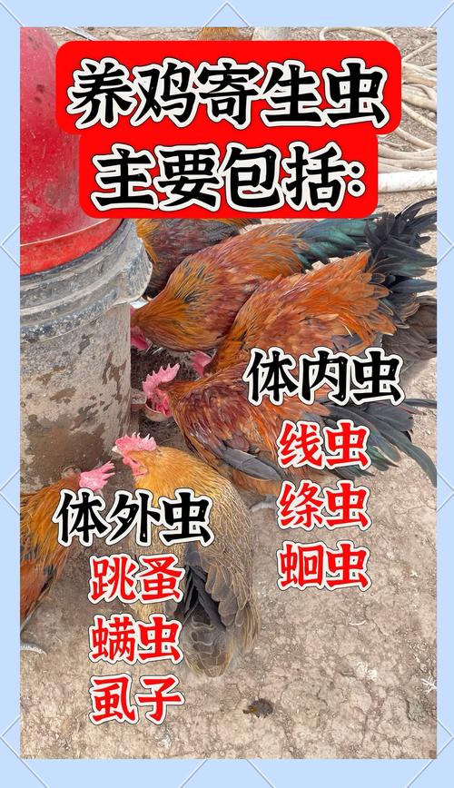 育虫养鸡的十二种方法，自制虫子喂鸡十二招