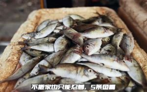 有口不上鱼怎么解决，野钓鱼吃饵钓不上？逗钓还是接口？教你调漂选钩！