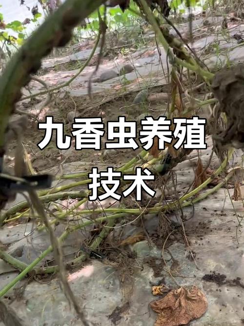 九香虫养殖大棚图片，大棚养九香虫，值钱又抗风险