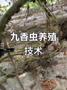 九香虫养殖大棚图片，大棚养九香虫，值钱又抗风险