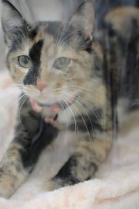 招财猫原型，招财猫与猫咪的幸运象征