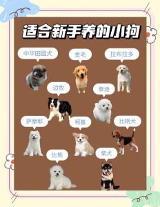 小幼狗要怎样养，窝食厕疫苗全知道