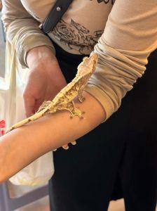 让家养蜥蜴咬了一口怎么办啊，蜥蜴咬伤别慌，清水肥皂冲洗消毒，严重速去医院