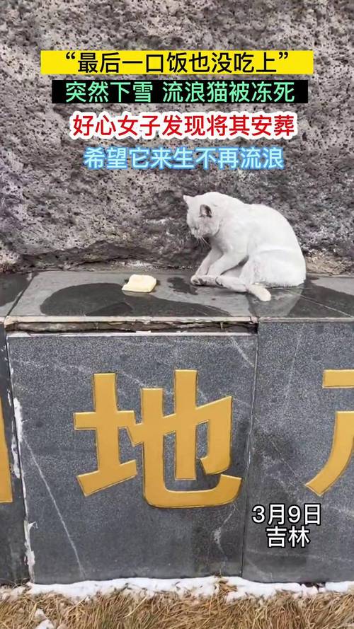农村猫冬天在室外会冻死吗,农村猫咪冬天怕冷,主人快给暖窝防冻死 农村猫冬天在室外会冻死吗,农村猫咪冬天怕冷,主人快给暖窝防冻死
