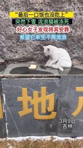 农村猫冬天在室外会冻死吗，农村猫咪冬天怕冷，主人快给暖窝防冻死