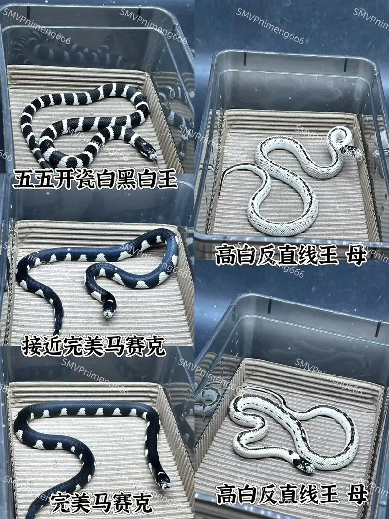 束带蛇和玉米蛇哪个更适合养,新手养宠物蛇,玉米蛇好养,束带蛇水栖需复杂环境 束带蛇和玉米蛇哪个更适合养,新手养宠物蛇,玉米蛇好养,束带蛇水栖需复杂环境