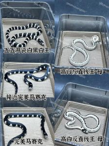 束带蛇和玉米蛇哪个更适合养，新手养宠物蛇，玉米蛇好养，束带蛇水栖需复杂环境