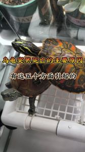 乌龟水过背会淹死吗，龟水深多深？看品种大小别淹着