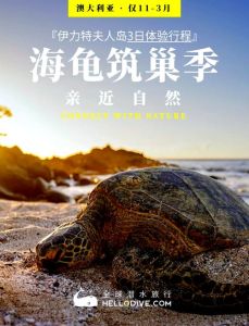 海龟一小时能有多少千米，保护海龟，守护海洋家园