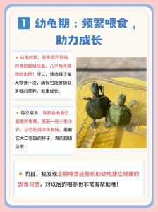 怎么训练巴西龟跟着人走，养巴西龟能跟你建立感情，互动有趣，带来快乐和慰藉