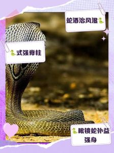 眼镜蛇属于几级保护动物，墨脱眼镜王蛇惊现街头 消防员安全处置
