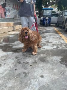回南天狗为什么趴在地上，防滑防潮防皮肤病！