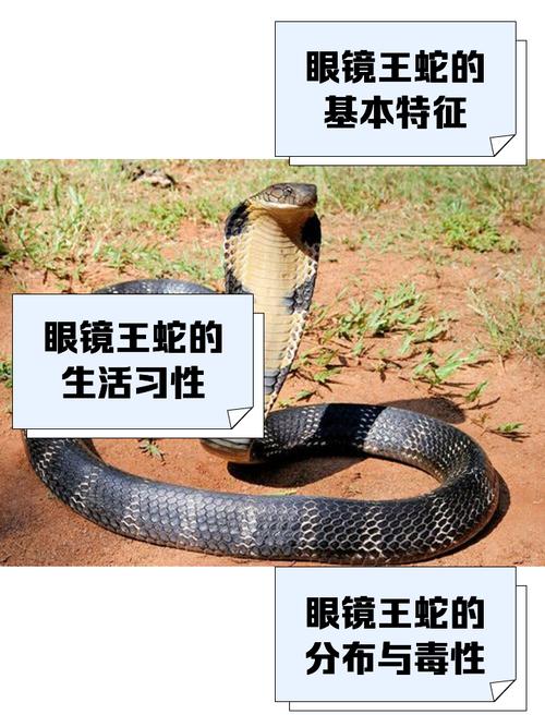 毒蛇毒蜂毒蝎眼镜蛇分别是谁,蛇蝎蜂王蛇,野外遇之要小心 毒蛇毒蜂毒蝎眼镜蛇分别是谁,蛇蝎蜂王蛇,野外遇之要小心