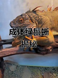 绿鬃蜥和绿鬣蜥哪个贵，绿鬃蜥与绿鬣蜥价格差异大，养前需了解