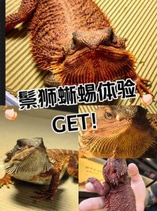 鬃狮蜥喜欢摸哪，温柔互动建立信任
