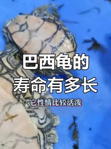 什么龟能活1000年，龟寿命短？别误会，养对活百年！