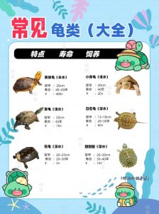 乌龟属不属于软体类水产动物，乌龟是爬行动物，有硬壳，半水半栖